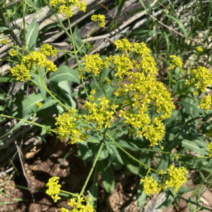 Bright yellow wildflowers blooming in a sunlit field