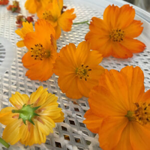 Freshly picked orange wildflowers arranged on a white mesh tray.