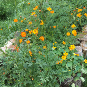 lush field scattered with vibrant orange and yellow wildflowers.