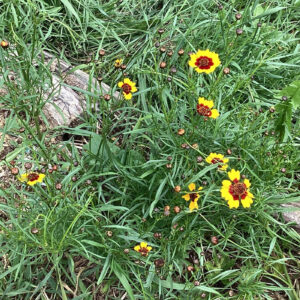 Small, bright yellow flowers with dark red centers, growing among wild grass.