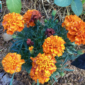 Vivid orange marigold flowers in various stages of bloom, some fresh and others beginning to wilt.